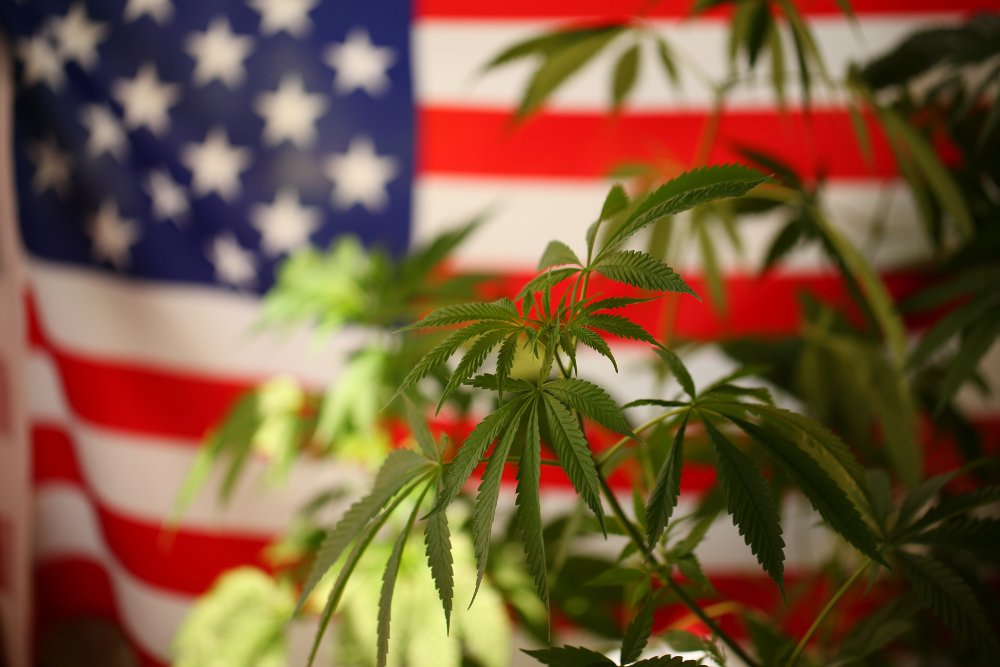  Is Marijuana addictive? Avenues Recovery points to the effects of it's legalization