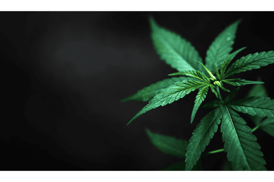 Can You Overdose On Weed?