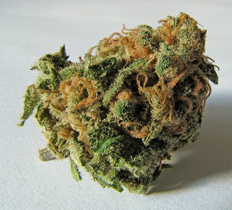 Cannabis Bud