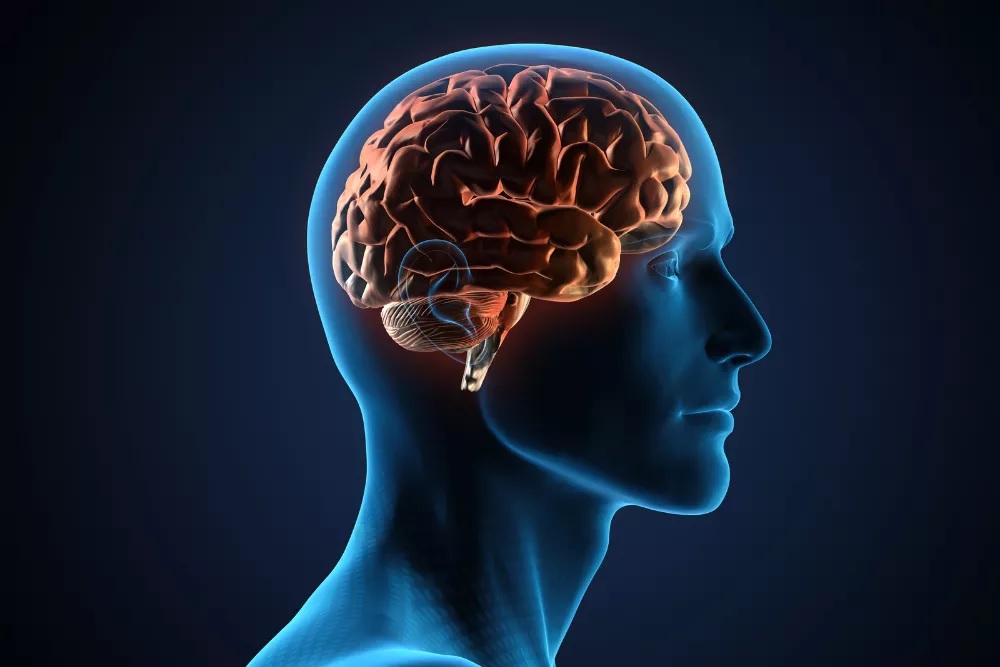 long term effects of salvia effcts on the brain, explained by Avenues Recovery