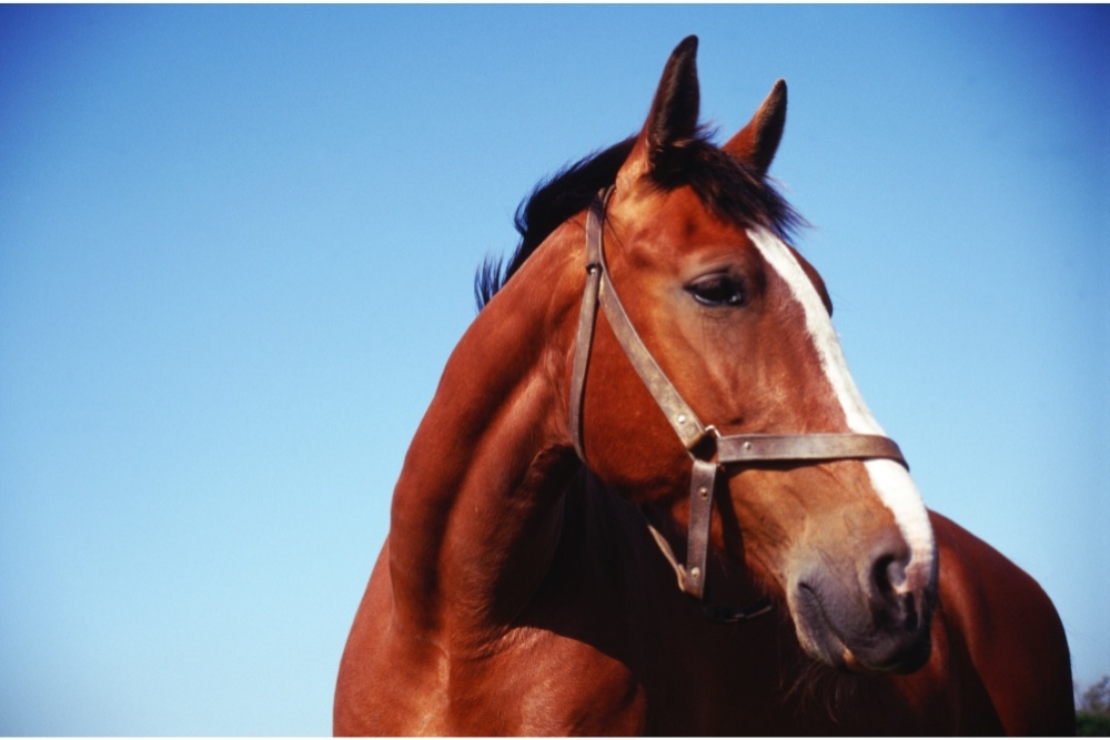 Glenn Youngkin’s new Virginia drug laws target Xylazine, a tranquilizer used for horses, Avenues Recovery explains.