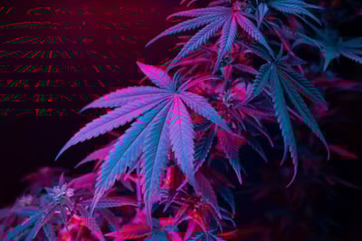 How Long Does Weed Stay in Your System?