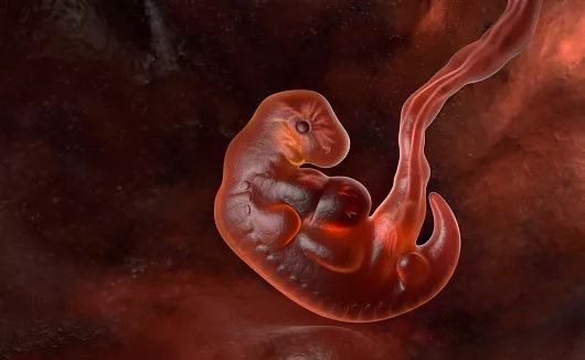 Human-Embryo-At-5-Weeks
