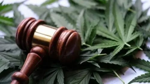 Marijuana, one of the most addictive substances, known for its psychoactive effects on the brain