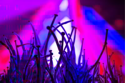 How Much Is a Gram of Mushrooms?