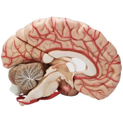 Dopamine and Addiction