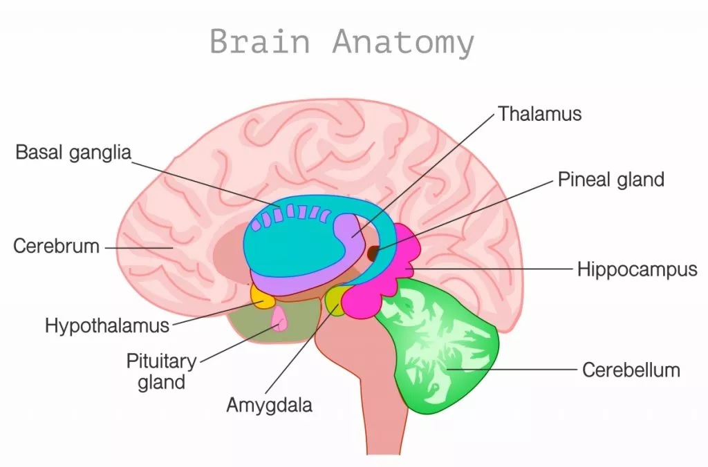 How do Drugs Affect the Brain? | Avenues Recovery