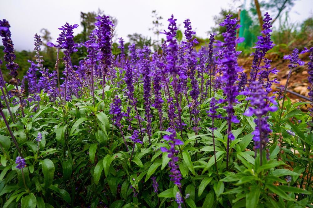 Salvia plant- Avenues Recovery explains salvia addiction