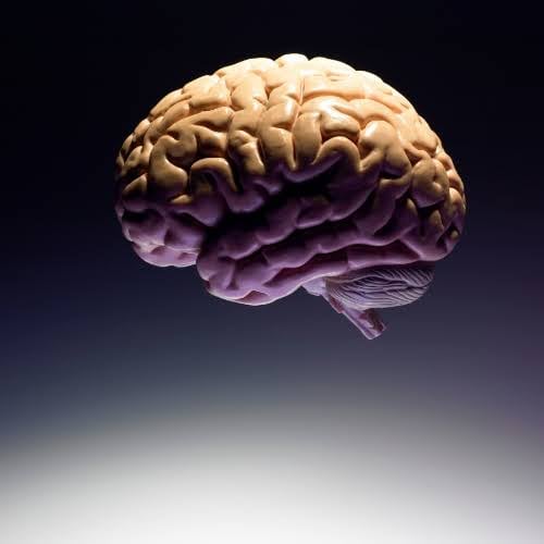 The human brain