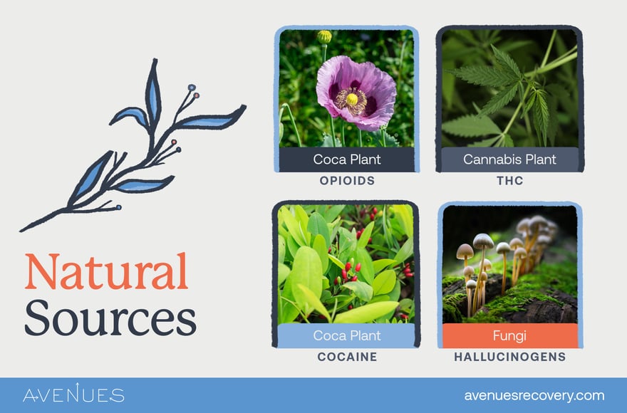 Infographic of natural sources as Avenues Recovery explores what are the sources of drugs
