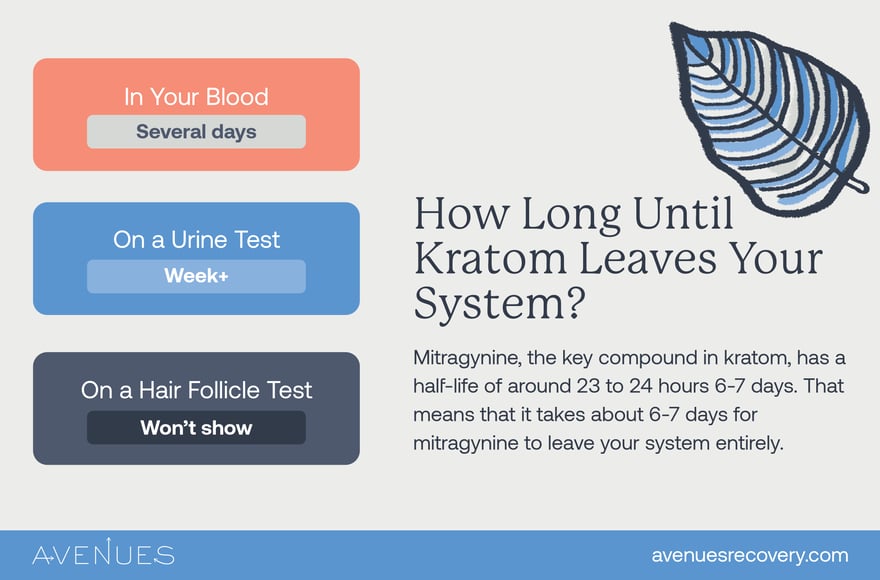 Infographic How long does Kratom stay in your system?