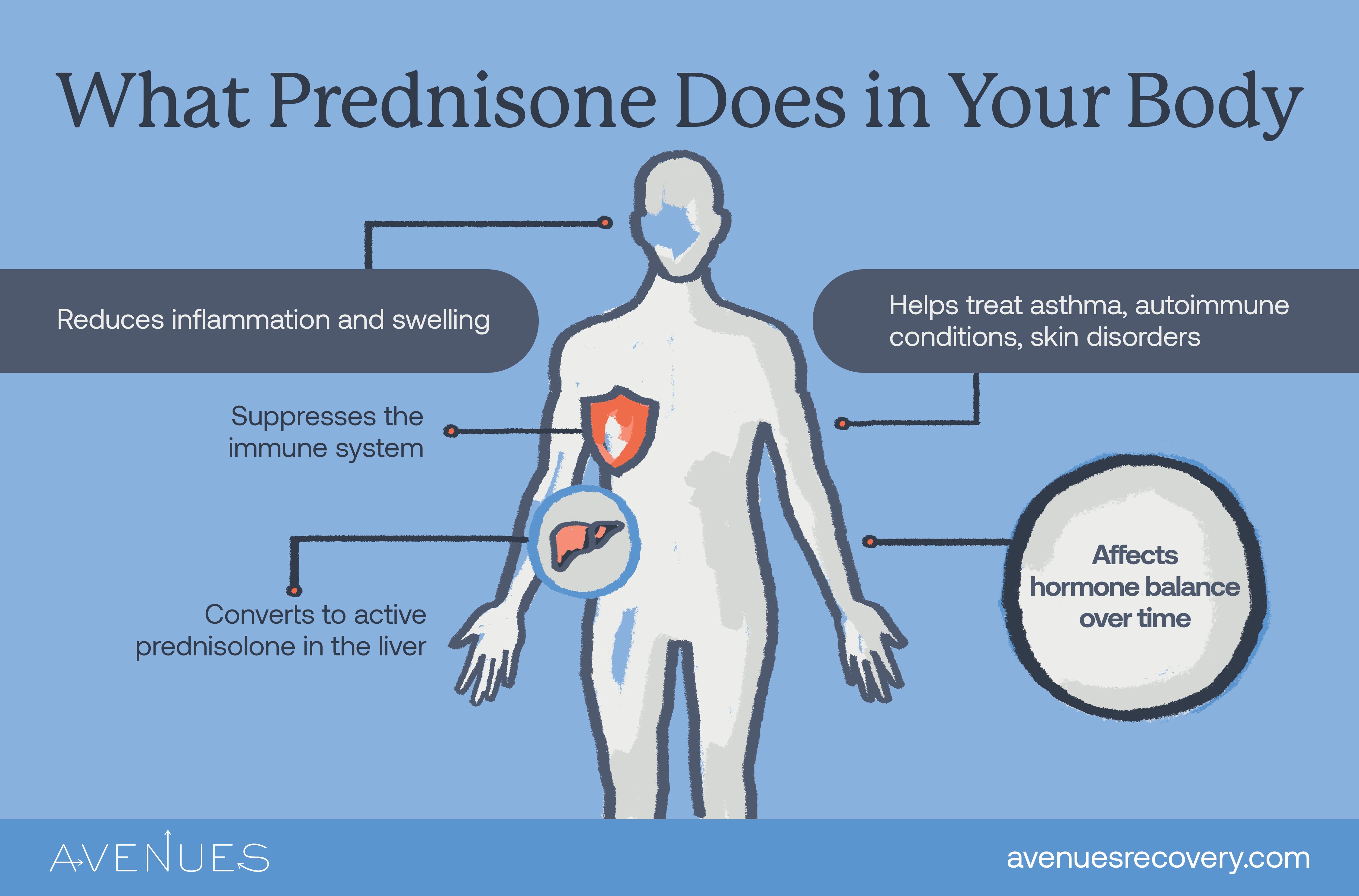 Infographic of what Prednisone does in your body as Avenues Recovery explores Prednisone addiction
