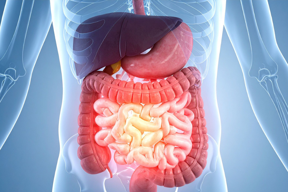 Diagram of internal body systems involved in processing and clearing Wellbutrin from your system. Avenues Recovery.