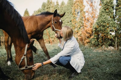 Equine Therapy in Addiction Treatment