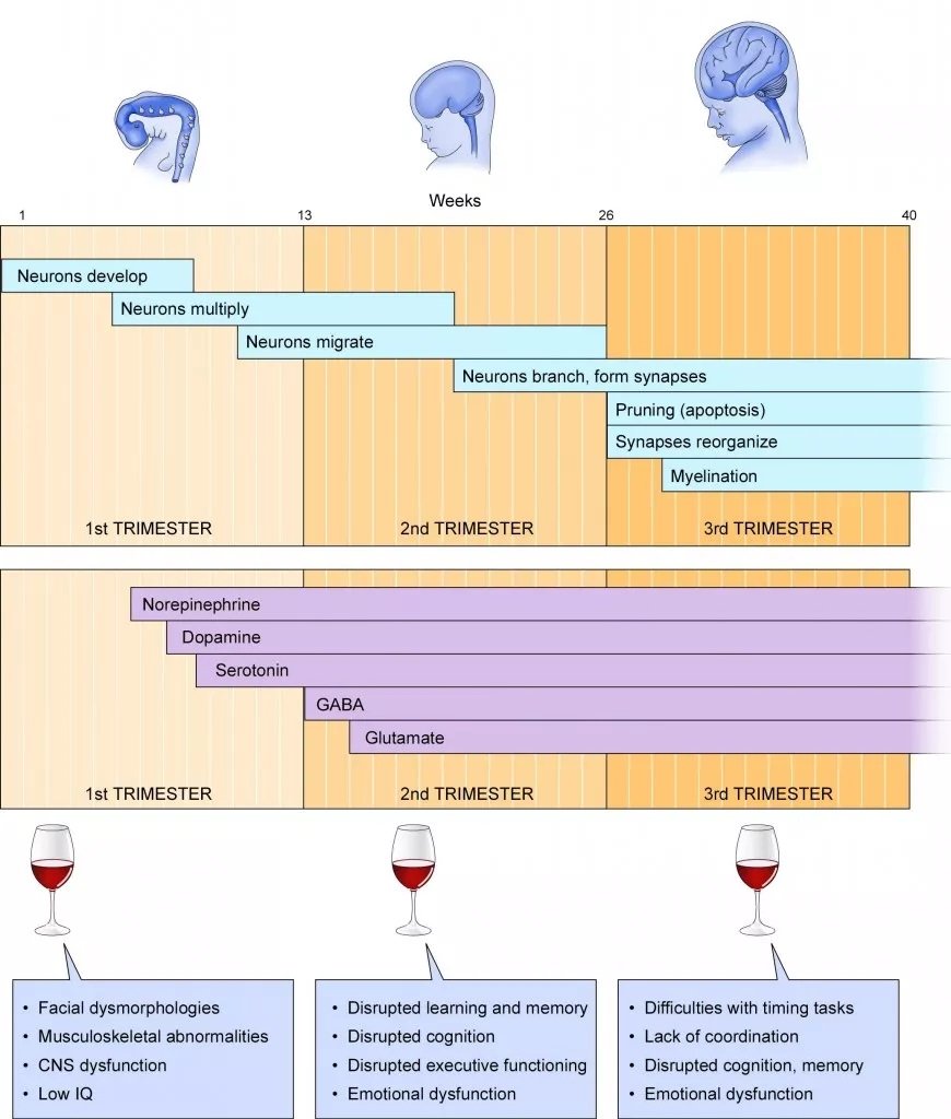 Alcohol Use During Pregnancy - Avenues Recovery