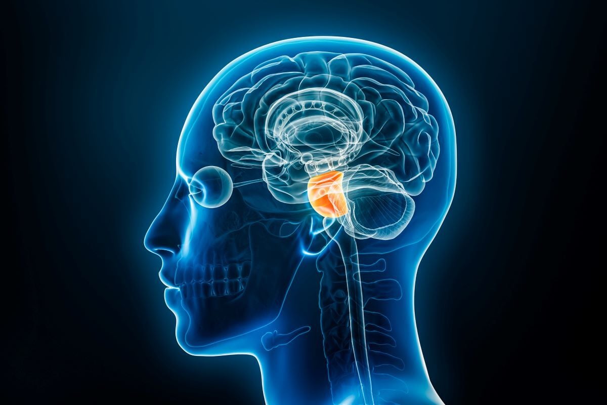 Image of reward circuit in brain and spinal cord as Avenues Recovery explores Xanax addiction treatment