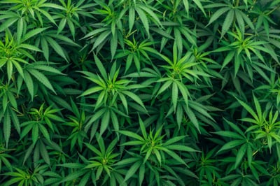 What Is Greening Out?