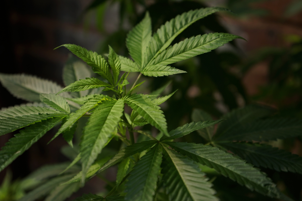 Cannabis plant, the source of marijuana (weed), a drug known to cause mind-altering effects. Avenues Recovery