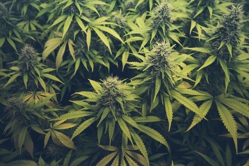 cannabis