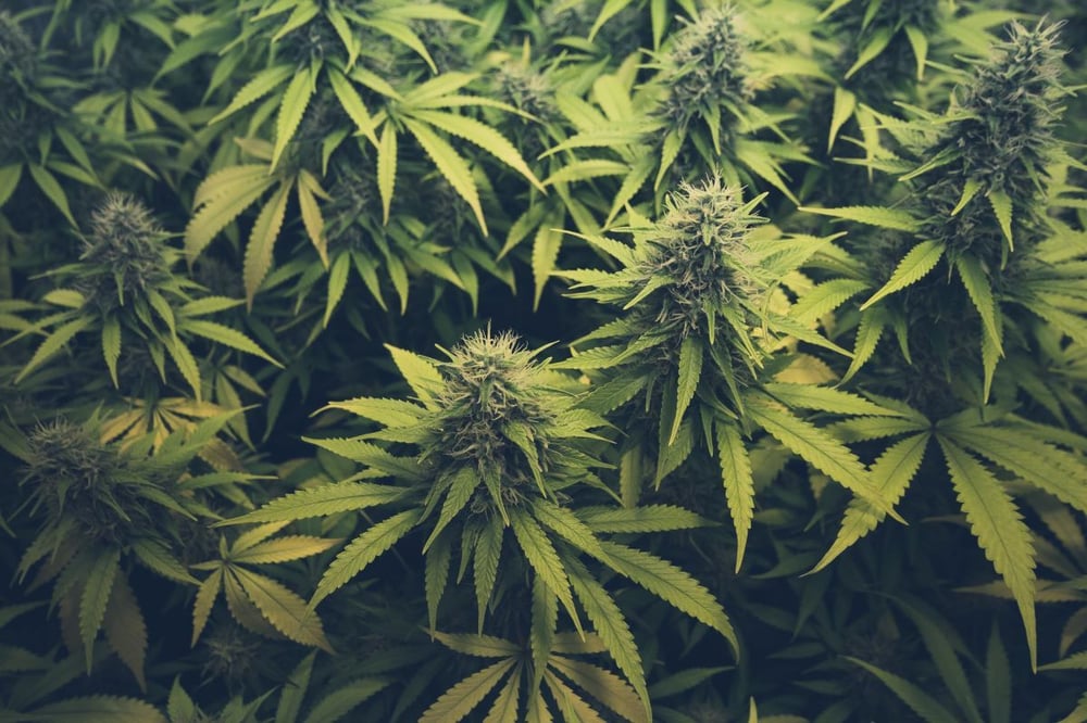 cannabis