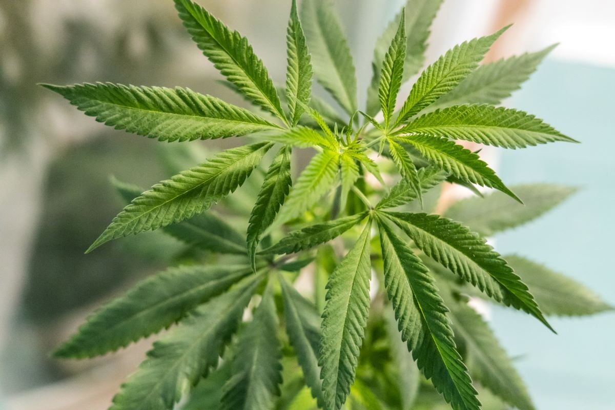 cannibis