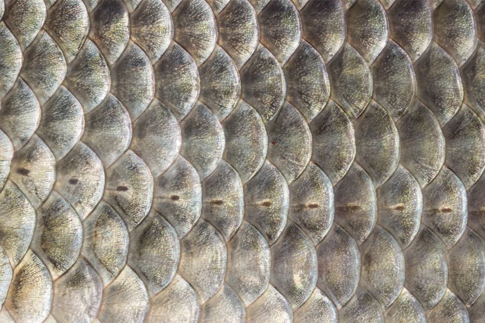 Avenues Recovery explains fish scale cocaine and it's origins