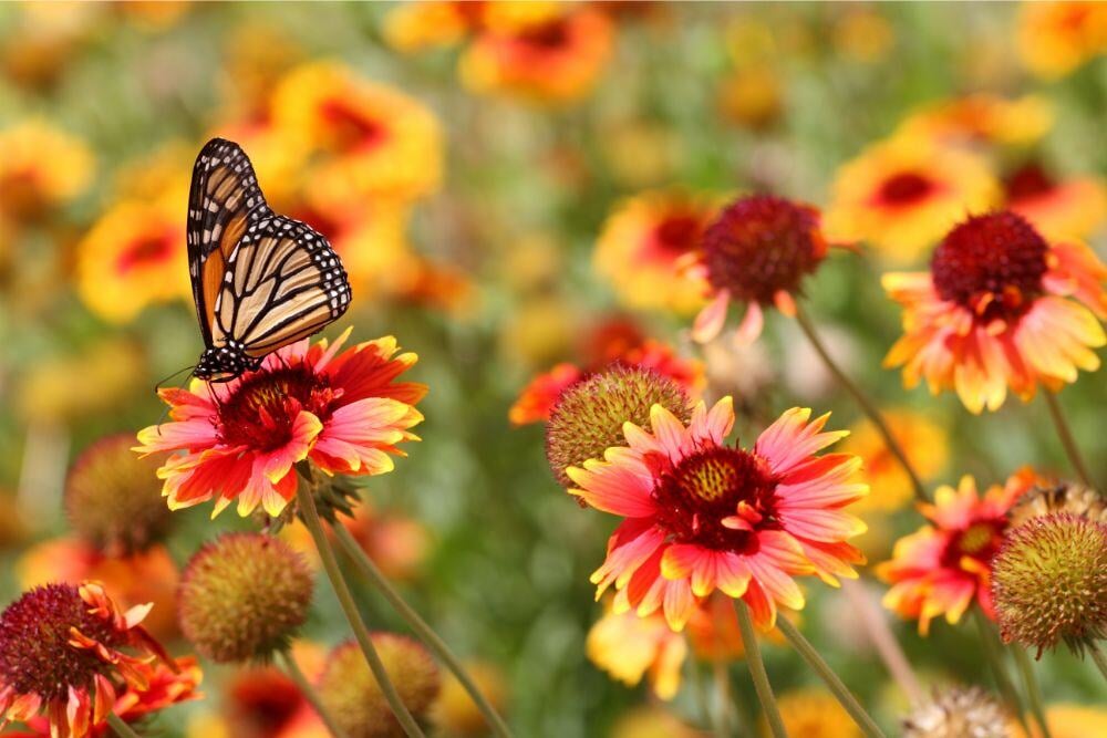 flowers and butterfly