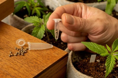 Marijuana Recall in Colorado Raises Health and Safety Concerns
