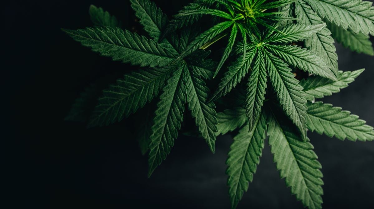 Image of cannabis leaves as Avenues Recovery explores "Does smoking weed cause lung cancer?"