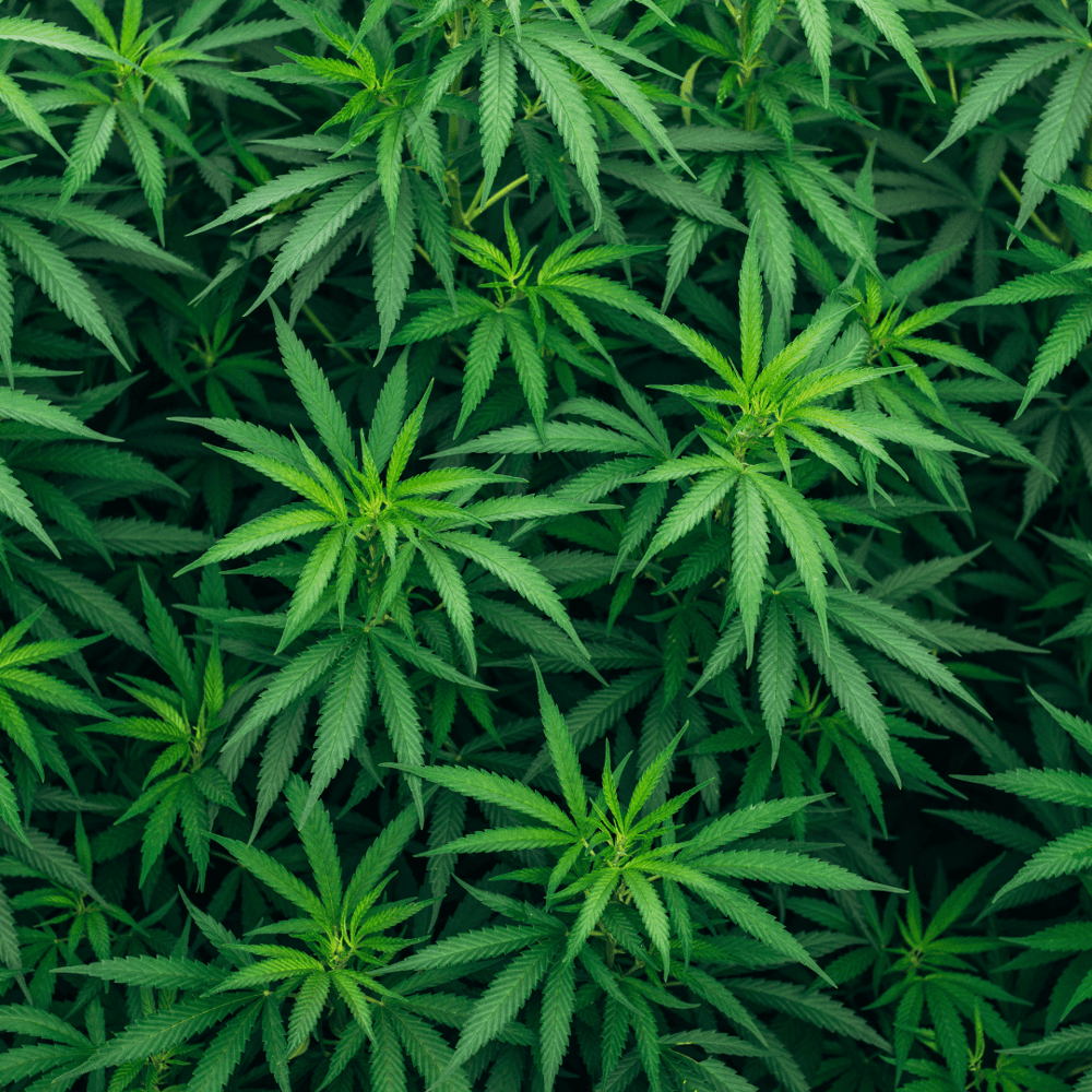 Marijuana plants growing. What are the dangers of mixing Adderall and weed?