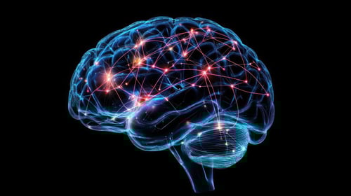 Image of brain and its reward system as Avenues Recovery explains what is dopamine detox