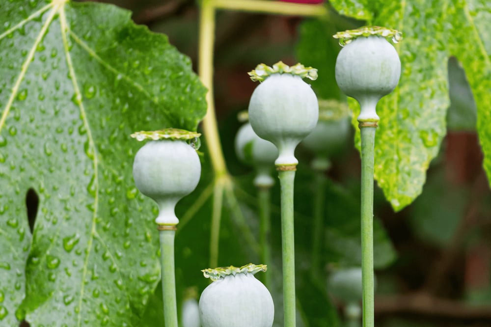 Purple heroin may not even contain heroin derived from opium poppies.