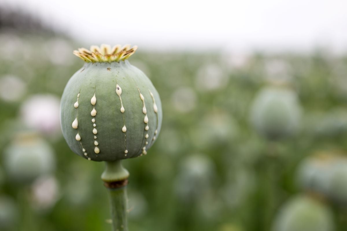 opium