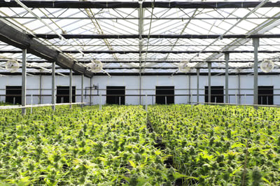 Colorado Investigates Contaminated Marijuana Supply Chain Risks