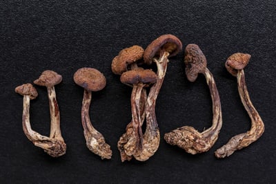 Can You Overdose on Shrooms?