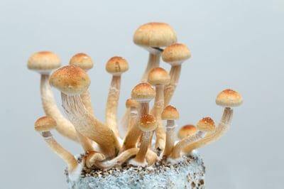 How Long Do Shrooms Last In The Body?