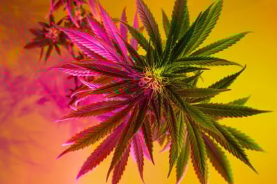 Why Is Marijuana Illegal?