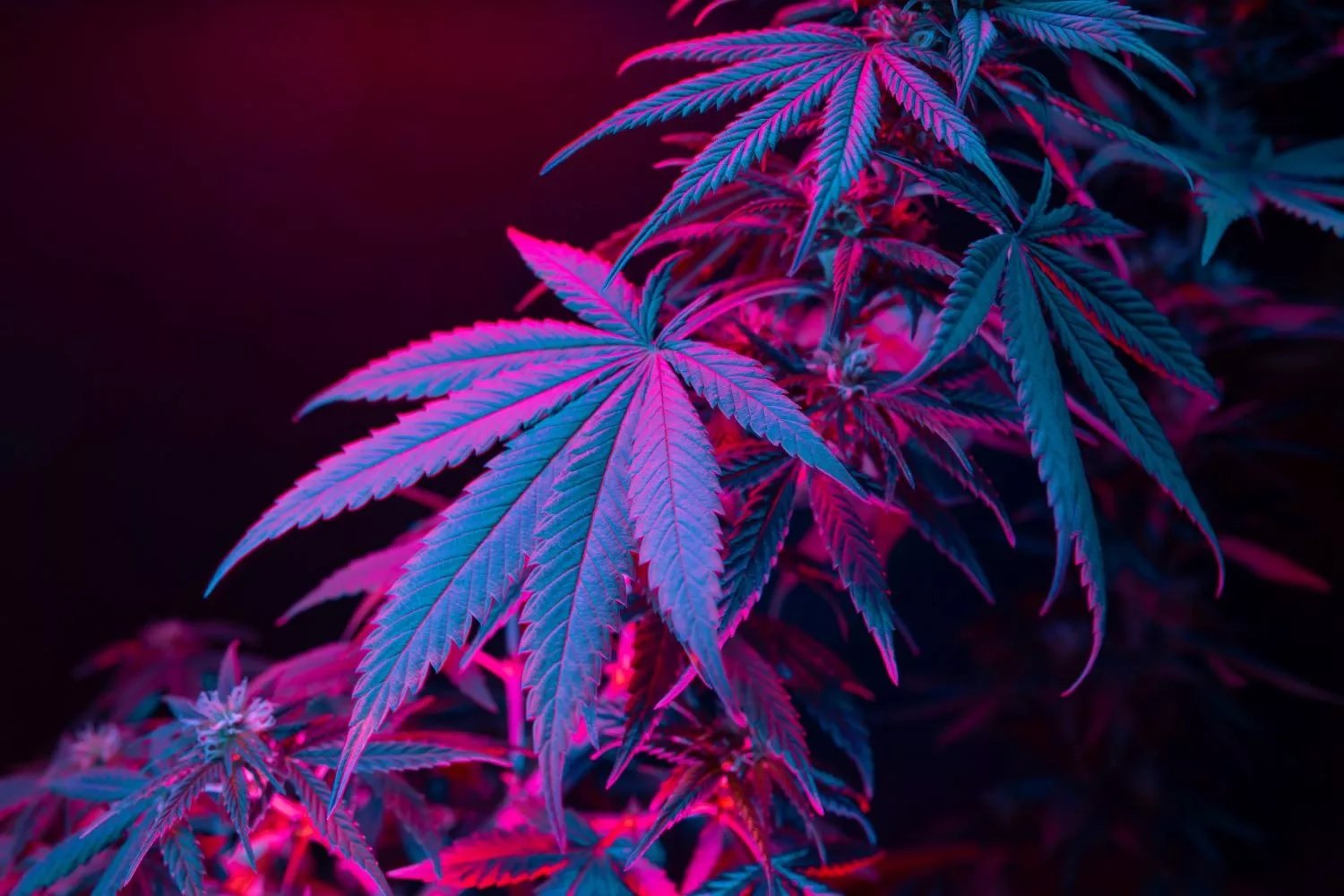 How Long Does Weed Stay in Your System?