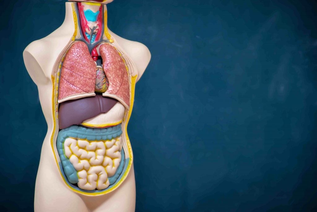 Short and Long Term Effects of Alcohol Abuse