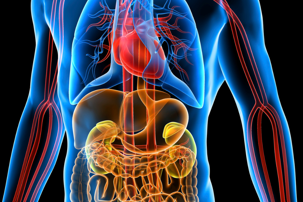 How Long Does Vyvanse Stay in Your System?
