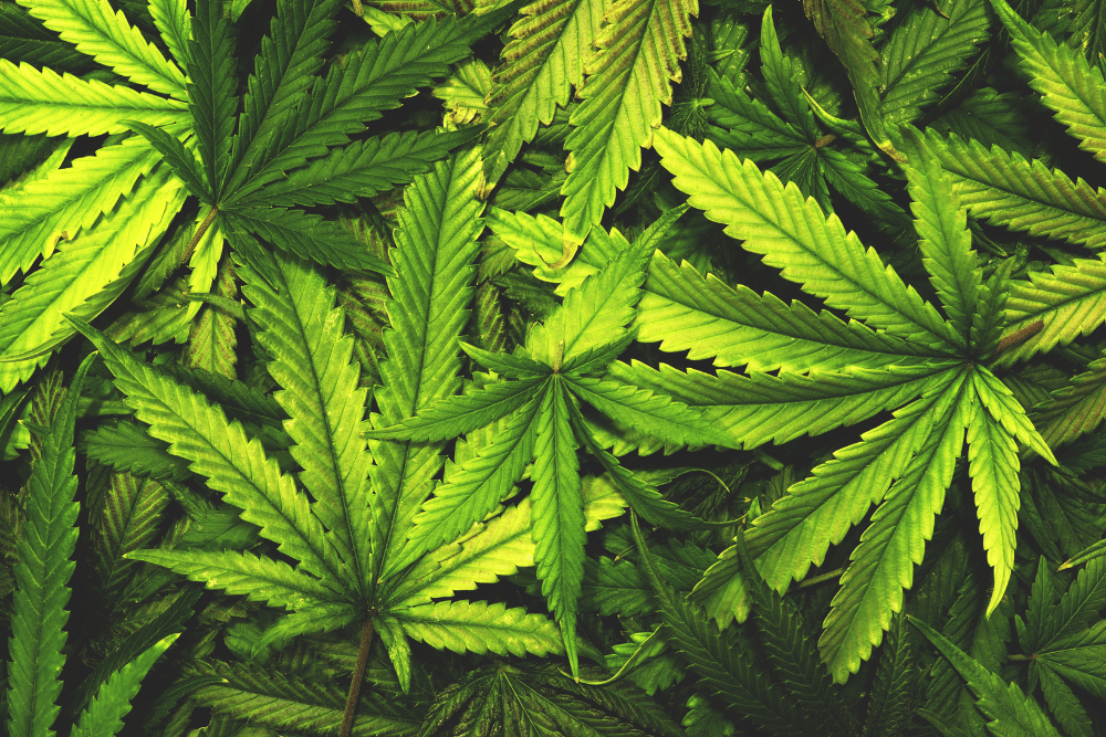 Is Marijuana Addictive?