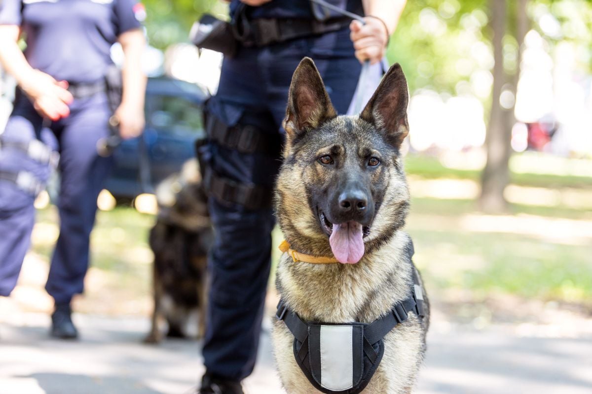 Police Say K9 Brisa Helped Detect Drugs in Grand Junction Stop