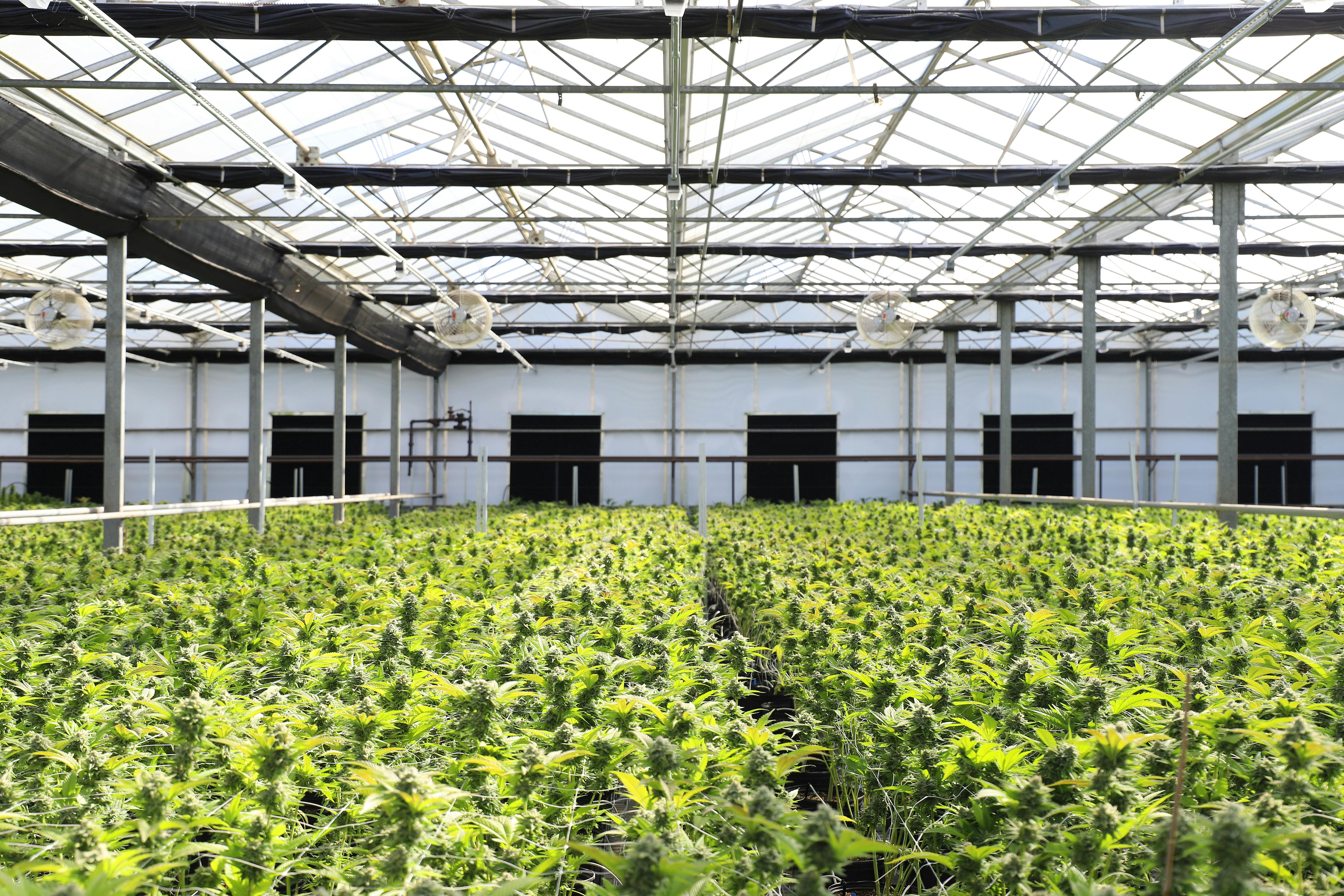 Colorado Investigates Contaminated Marijuana Supply Chain Risks