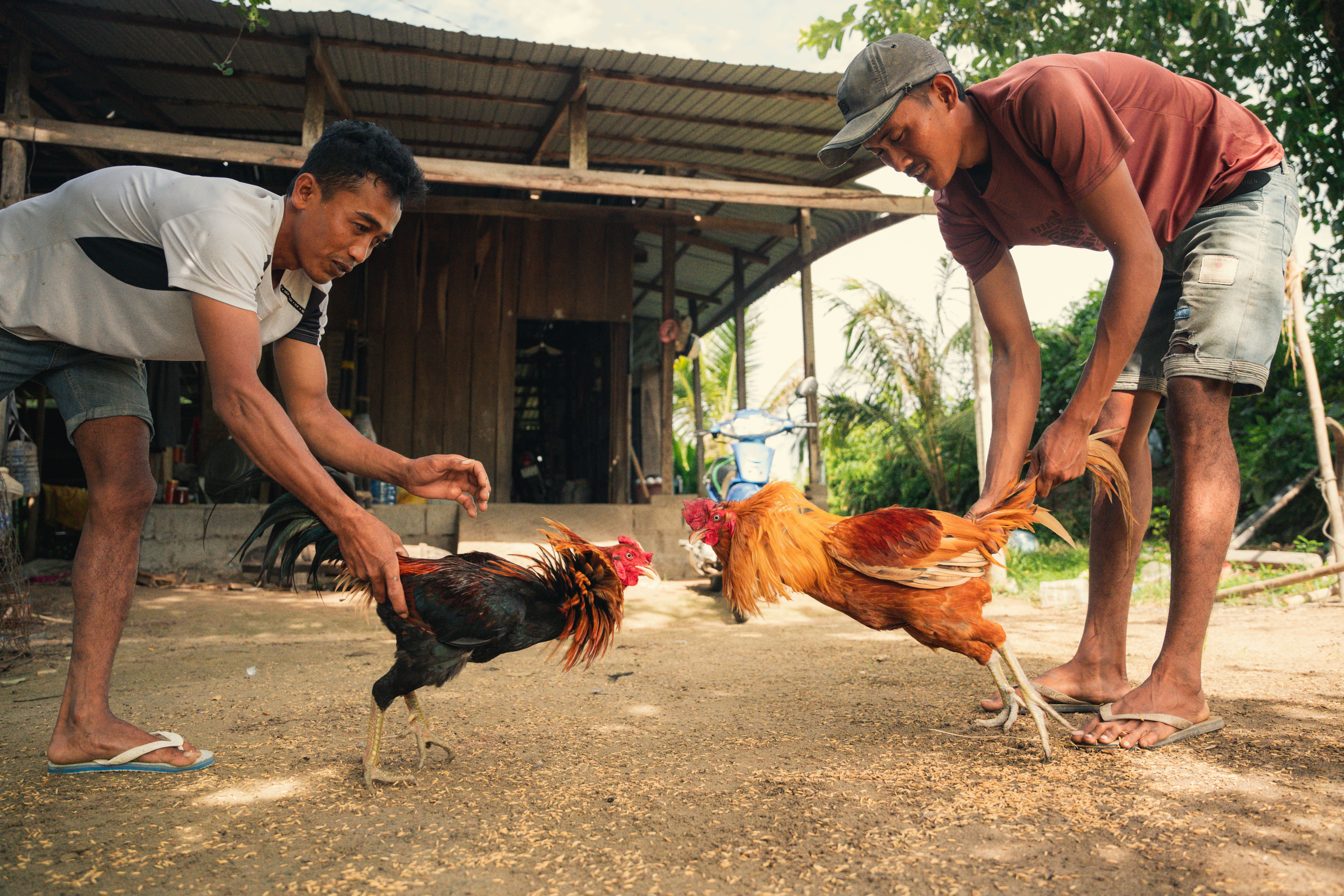 Louisiana Cockfighting Complaint Leads to Marijuana Distribution Charge