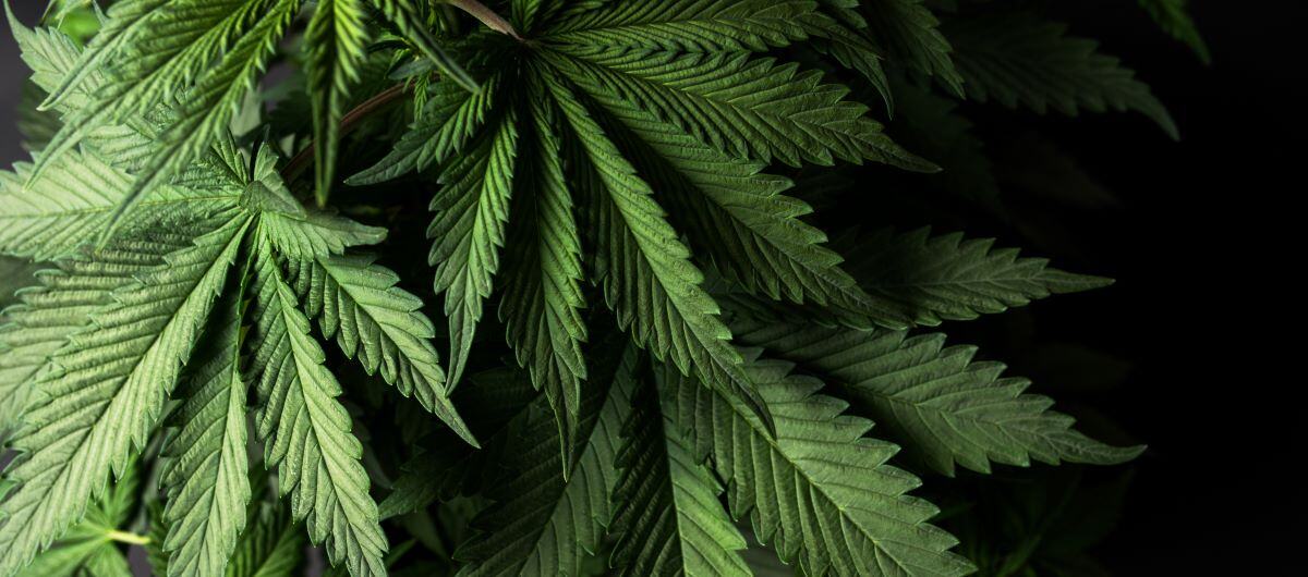 Is Weed a Depressant, Stimulant or Hallucinogen?